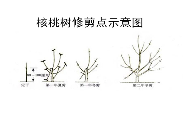 快活林核桃树修剪示意图