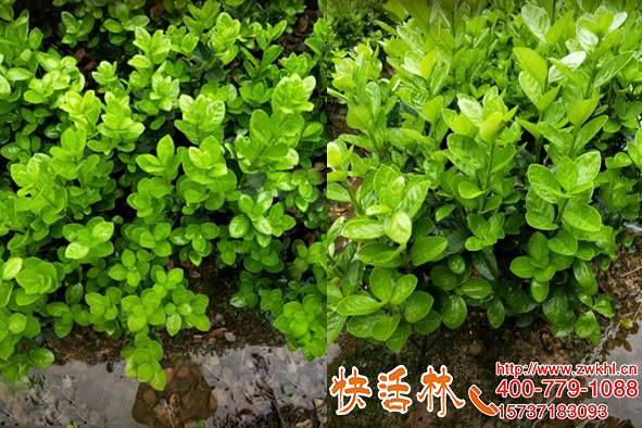 植物防冻液品牌快活林非常好用河北保定张经理黄杨苗不遮盖都过冬