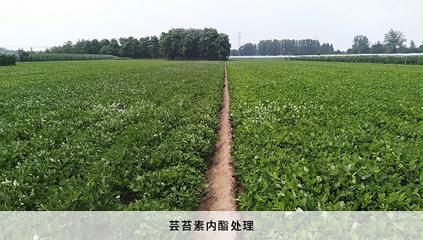 【原药讲堂】河南中威·0.1%芸苔素内酯在花生上的提质增产应用
