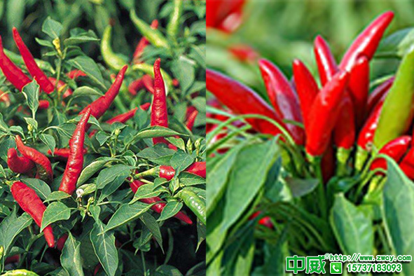 辣椒增产有什么好的叶面肥？辣椒叶面肥怎么使用效果好？