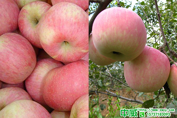 苹果花后什么时候追肥？果树施什么肥比较好？