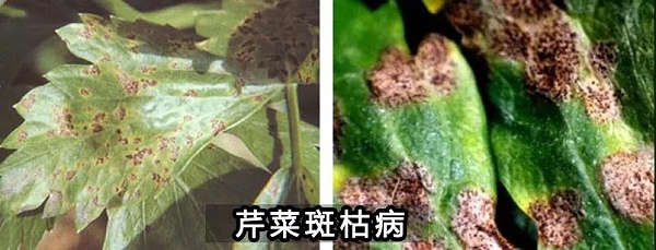 中威春雨植物营养调节剂400-779-1088