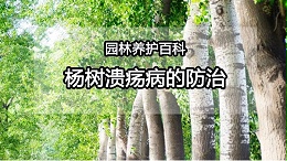 【园林养护百科】杨树发生溃疡病怎么办？别急，这些方法用起来！