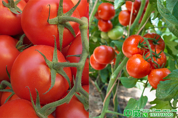 西红柿种植技术，番茄种植高产施肥技术要点