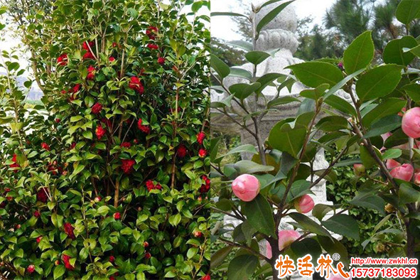 夏天怎么栽山茶树存活高？种植山茶树应该怎么养护？