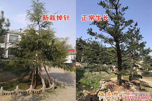 松树快死了掉松针怎么办？松树怎么栽种养护容易活？