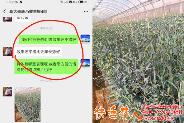 生根粉哪个品牌好用？云南昆明高经理康乃馨粗壮旺盛