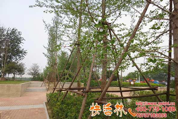 还在担心银杏树难栽？江苏苏州高经理全靠银杏树营养液养护
