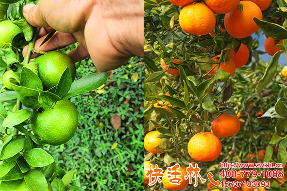 快活林果树防冻液抗低温增口感，湖南怀化周经理200亩柑橘都要用