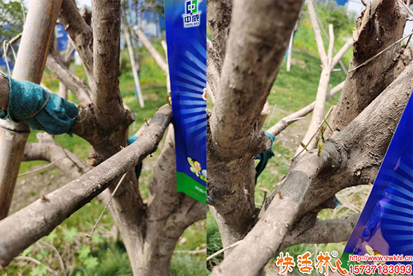 快活林吊针液使用桂花树发芽瓜子黄杨