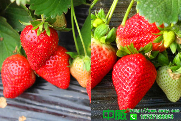 草莓需要什么肥料？草莓用什么肥料才能又红又甜