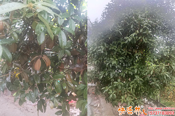 快活林润万物吊针液桂花树恢复长势