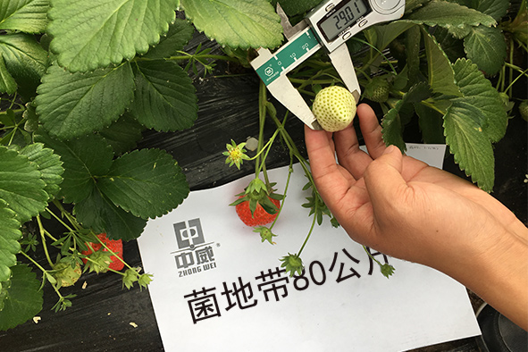 菌地带80公斤草莓试验