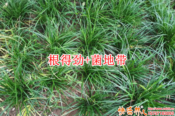 快活林根得劲菌地带效果