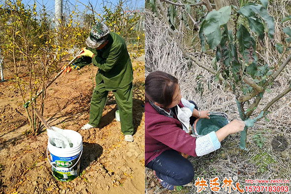 快活林涂白剂果树使用