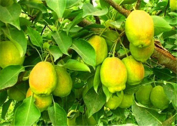 果树营养液哪家的好，新疆库尔勒香梨试用快活林增产20%