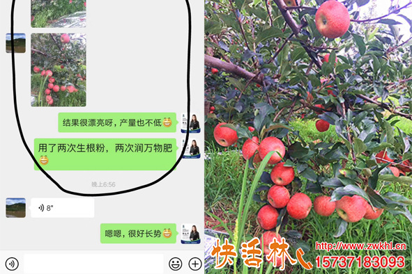 快活林强力生根粉什么排名那么靠前新疆昌吉苹果树恢复的怎么样了