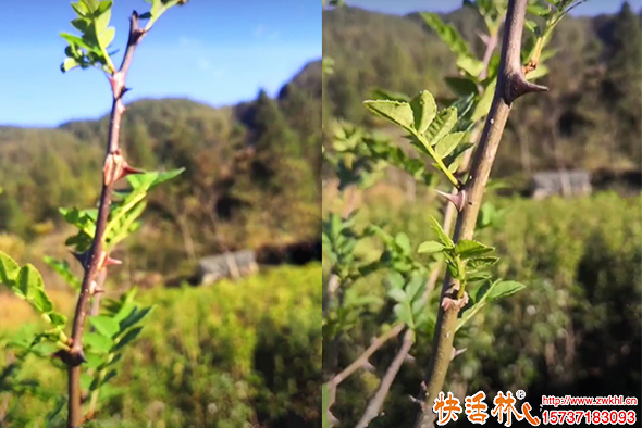 快活林防冻剂花椒树防冻