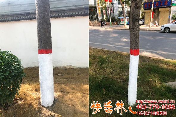 快活林树干涂白喷涂方便，江西赣州汤经理说效率提高七八倍