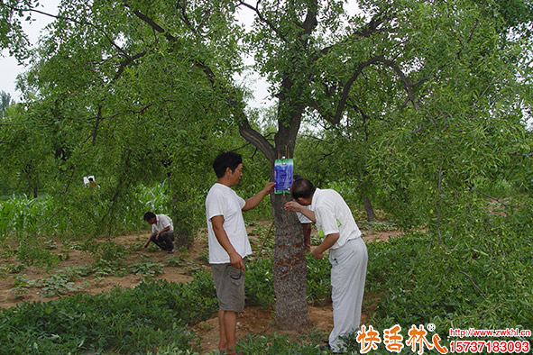 快活林吊针液枣树使用