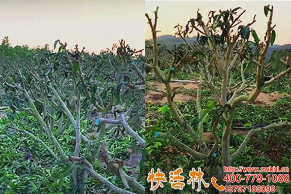 云南丽江赵经理上万亩芒果树今年不再求购果树愈合剂就用快活林