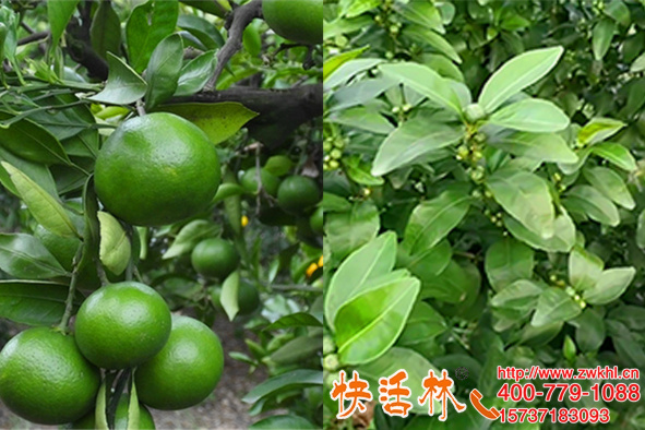 快活林果树生根粉延长了树龄，重庆刘经理柑橘树还能再战几年