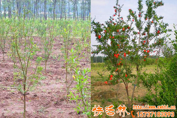 石榴树如何抗寒快活林植物抗冻剂是怎样保住石榴嫩枝条