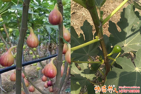 快活林防冻剂无花果防冻