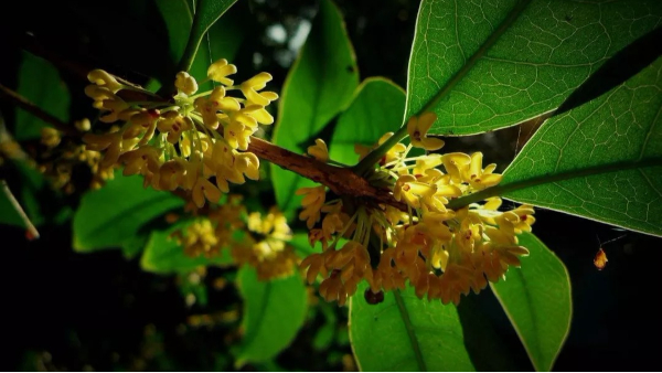 中威,中威春雨,桂花养护,桂花为什么不开花，快活林园林养护