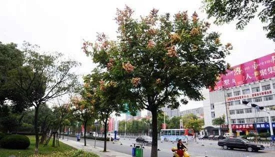 中威,中威春雨,桂花养护,桂花为什么不开花，快活林园林养护