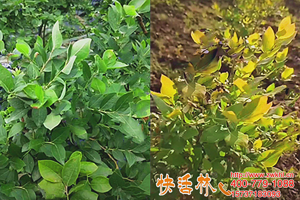 蓝莓果树用什么生根粉好广东东莞梁经理果园不到一个月转绿有光泽