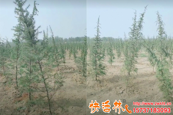 新移栽的植物浇生根粉成活率才会高，雪松树移栽用什么