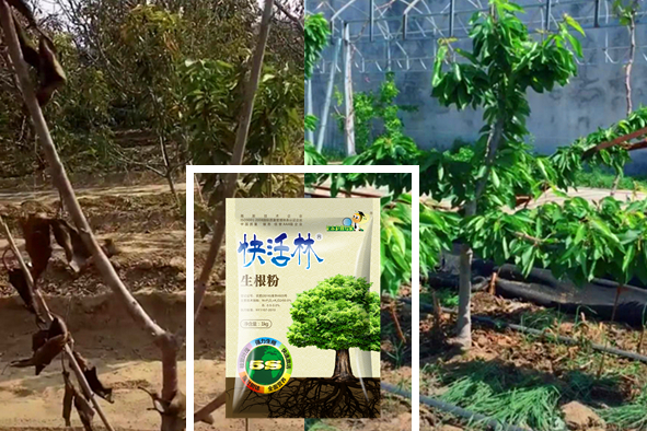 樱桃移栽用什么品种的生根粉，陕西汉中吕经理樱桃苗成活率95%