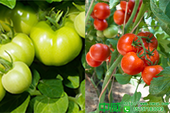 西红柿打哪种叶面肥补钙效果好？有什么好的叶面肥？