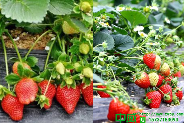 种植草莓需要注意事项，怎么种草莓产量才会高