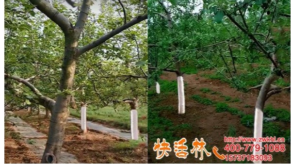 陕西延安冯经理用快活林给苹果树涂白防冻防烂明显邻居也要这么涂