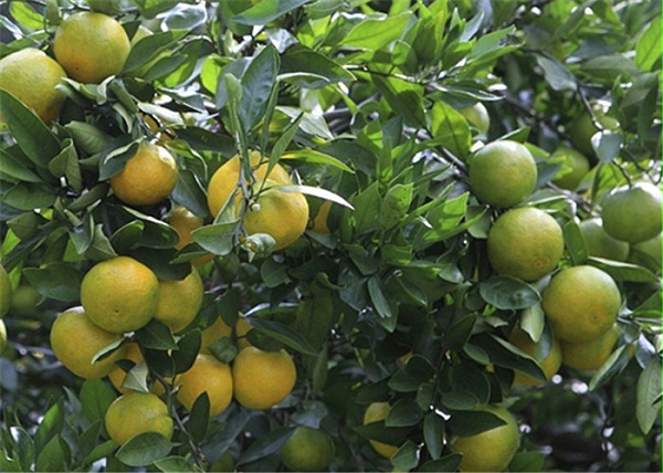 自贡哪儿在卖树的营养液，柑橘复壮果实质量更高