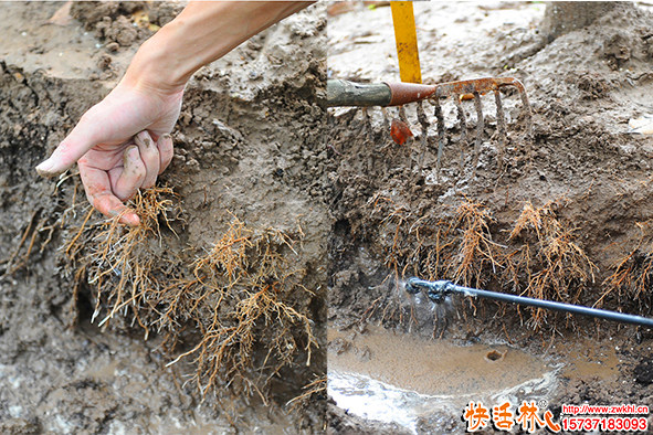 生根粉品牌哪个好？工程移栽用什么生根粉发根快？