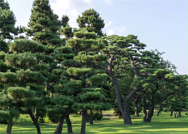 大树移栽生根粉 河南中威 15737183093