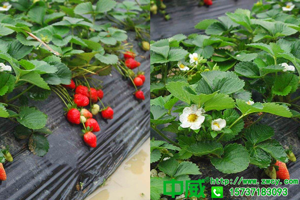 种植草莓用什么肥料，草莓怎么用肥长得好