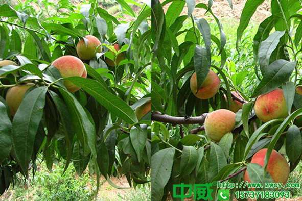 桃树花期怎么管理，桃树施肥用什么肥料，花前应该怎么追肥
