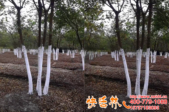 快活林树木涂白剂苗圃刷白，质量高病害少提高市场竞争力