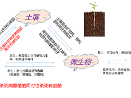 【新品上市】养根护根，提高免疫，促花保果，活化土壤，提高品质——菌机密