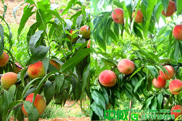 桃树专用肥料该怎么补，怎么管理桃树产量高