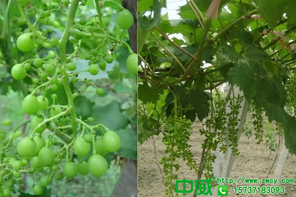 葡萄不结果是怎么回事？葡萄用什么叶面肥料保花保果效果好？