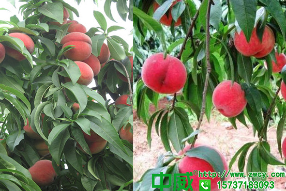 桃树追什么肥料，生长期都怎么追肥才能产量高