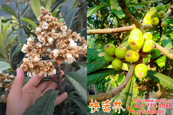 枇杷树防冻剂喷施抗寒能防几度？快活林保花保果避免减产