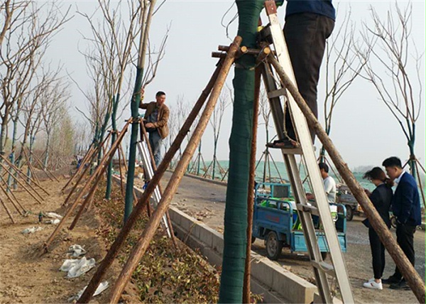 你们大树营养液价格多少我都要，只因信任快活林