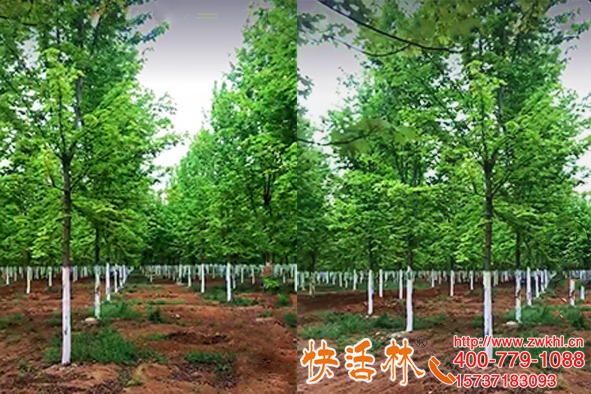 快活林厂家供应树干涂白剂，河南开封郭经理2万亩苗圃常刷白