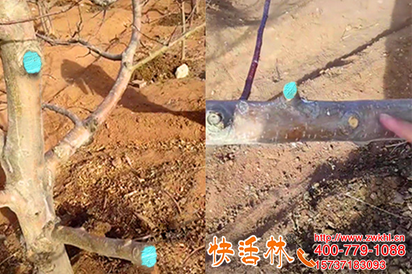 郑州王经理苹果树修剪，技术人员都在用快活林果树愈合剂示范